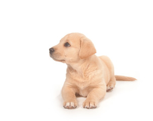 Cute puppy on white background