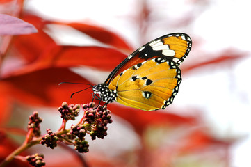 Schmetterling 44