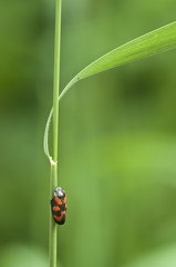 Black and red spotted little cicada on grass
