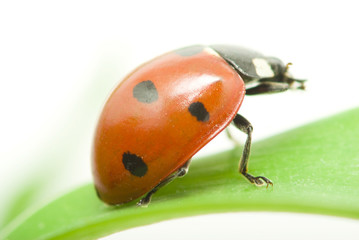 ladybug