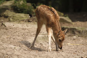 Davidshirsch (Kälbchen)
