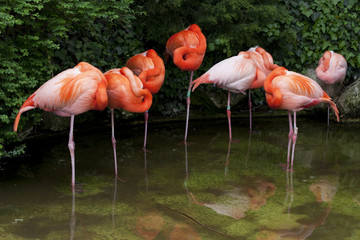 flamant rose