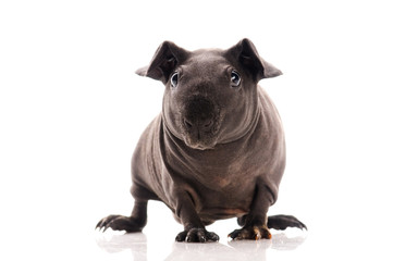 Fototapeta premium skinny guinea pig isolated on the white background