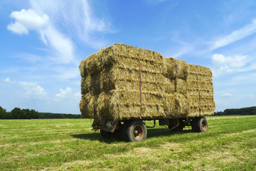 Bales of hay on a trailer standing in a field