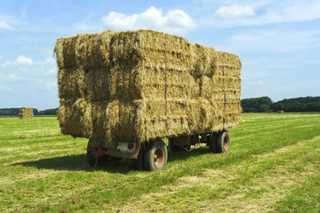Bales of Hay on a Trailer in a Grass Field. Rural Farm Scene with Harvested Hay Ready for Transport