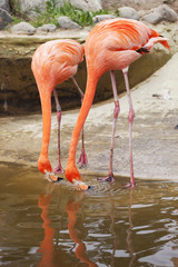Naklejka premium flamants roses