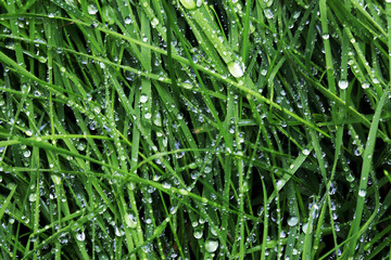 Closeup of the green grass covered dew