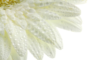 Fototapeta premium gouttes d'eau sur pétales de gerbera, fond blanc