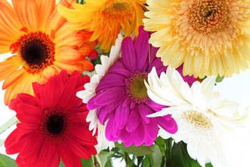 fleurs multicolores de gerbera