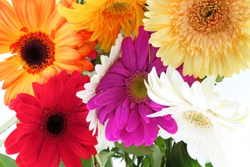 Photo sur Plexiglas Gerbera fleurs multicolores de gerbera