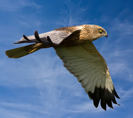 Bird of prey fly in sky