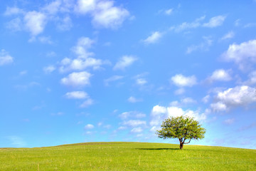 Lonely tree in the meadow