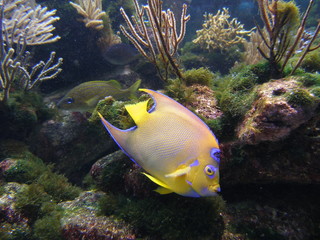 Diadem kaiserfisch holacanthus ciliaris