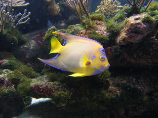 Diadem kaiserfisch holacanthus ciliaris