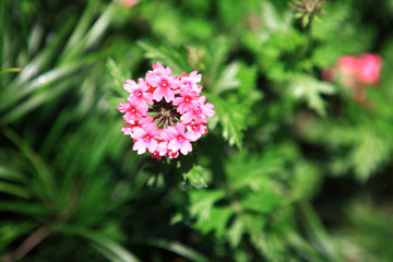 Fototapeta premium many beautiful pink flowers in the field