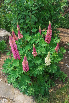 massif de lupins