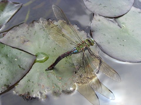 libellule ponte oeufs sur n&eacute;nuphar dragonfly