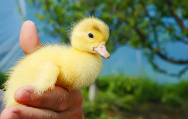 Duckling