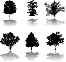 The set from silhouettes of trees