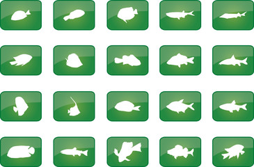 set fish