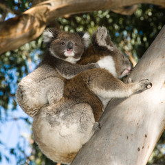Koala Bear mother with baby on back climbing tree