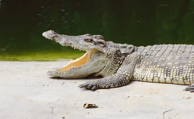 Fototapeta premium Crocodile