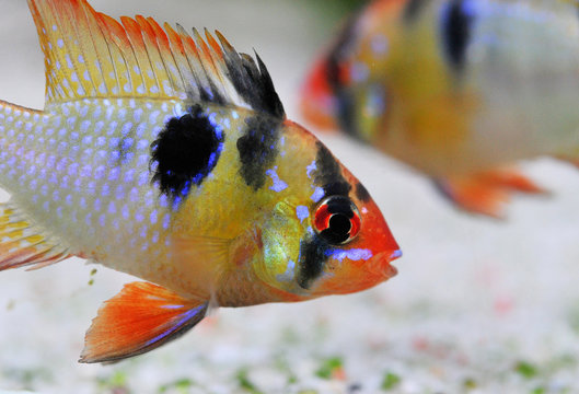 apistogramma ramirezi