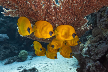 Shoal of butterfly fish under table coral