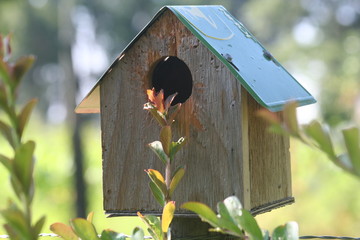 summer birding