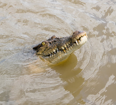 Saltwater Crocodile (crocodylus Porosus) Australia