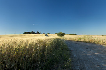 Road Through Wheat Field
