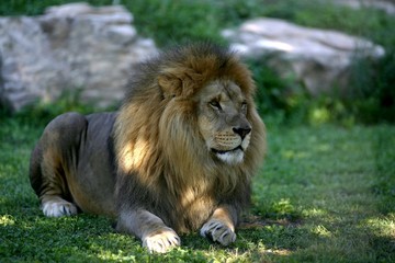 Fototapeta premium lion au repos