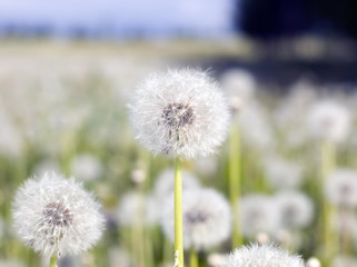 Field of dandelions