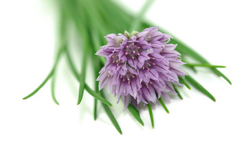 Kr&auml;utergarten, Schnittlauch