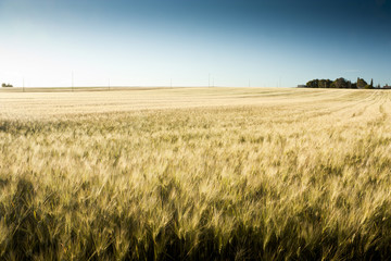 Wheat Field