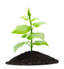 Plant and soil
