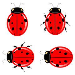ladybug vector illustration