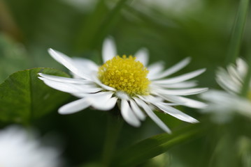 G&auml;nsebl&uuml;mchen