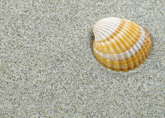 Muschel im Sand