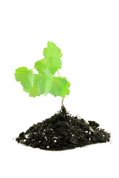 Vigorous young plant in a pile of rich soil - isolated