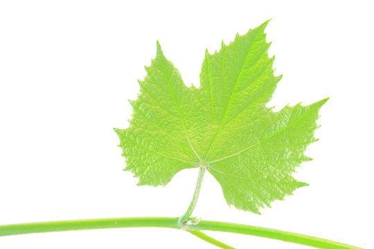 Green vine leaf on white background