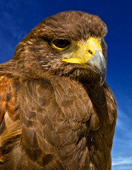 Portrait of a Raptor