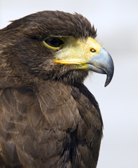 Portrait of a Raptor