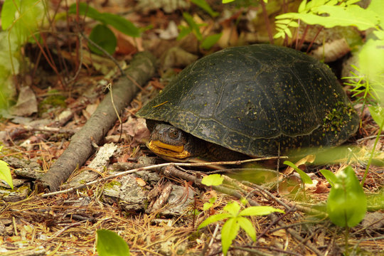 Blanding's Turtle