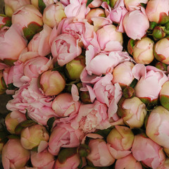 Bouquets de pivoines