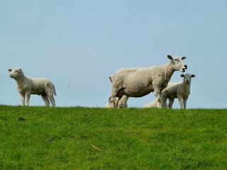 moutons