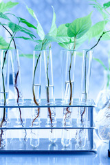 Genetic modify plants