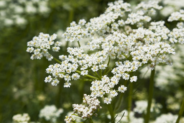 Kümmelblüte