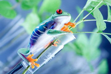 Frog in lab
