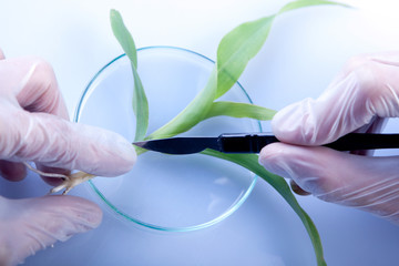 Taking sample from leaf